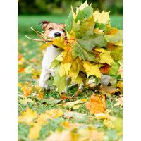 Gizzls Botanicals Joint & Mobility Dog Treats